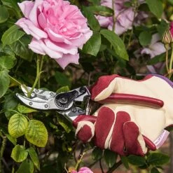 Kent & Stowe Rose Cut & Hold Secateurs -Outlet Garden Living Store 1031091 2
