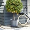 Elho Algarve Cilindro Planter With Wheels 40cm